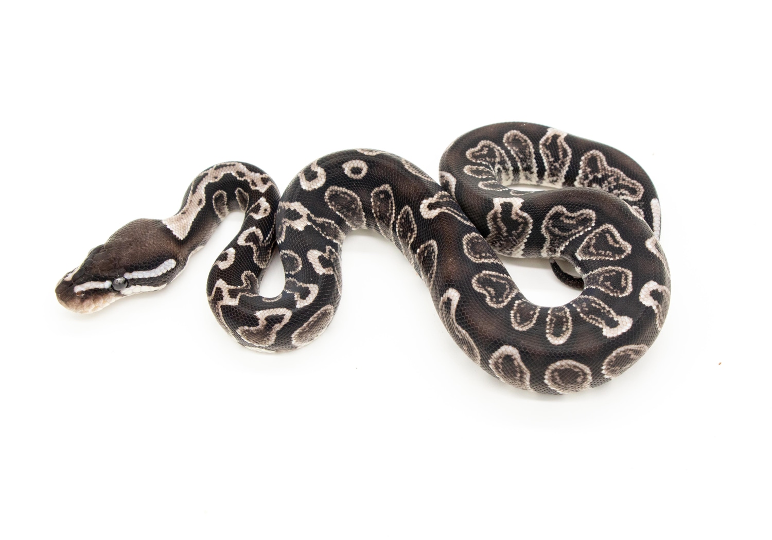 GHI VPI Axanthic Ball Python by Bradford Cole - MorphMarket