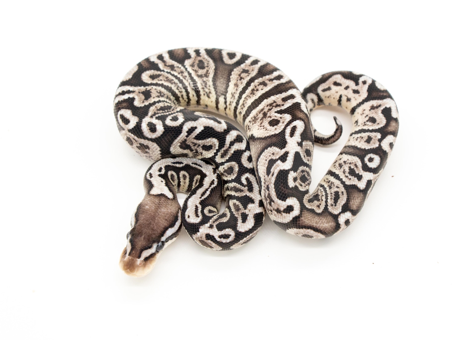 Pastel GHI VPI Axanthic Ball Python by Bradford Cole - MorphMarket