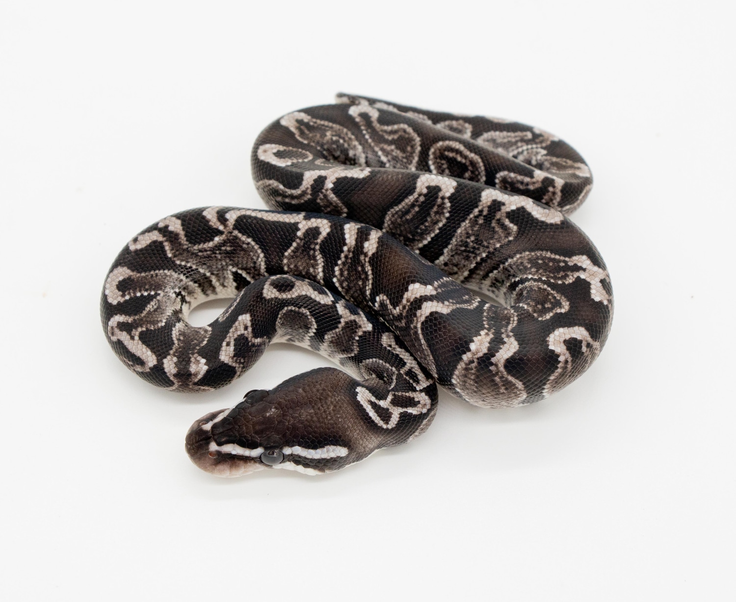 GHI VPI Axanthic Ball Python by Bradford Cole - MorphMarket
