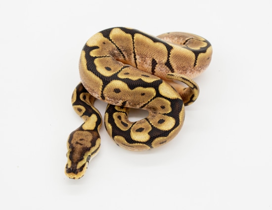 Chocolate Spider Het VPI Axanthic 50% Albino Ball Python by Bradford Cole