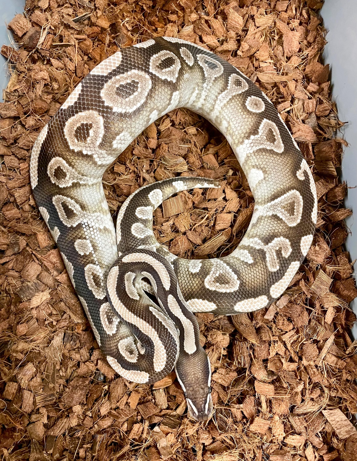 Mojave YB VPI Axanthic 50% Orange Ghost (PROVEN) Ball Python by ...