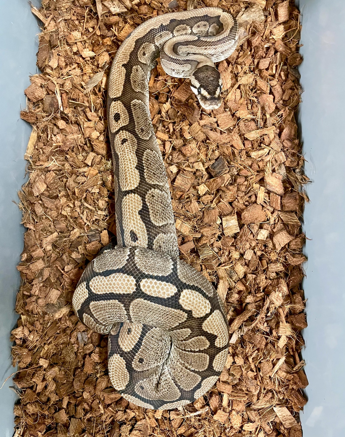 Super Red Stripe VPI Axanthic Ball Python by Bradford Cole - MorphMarket