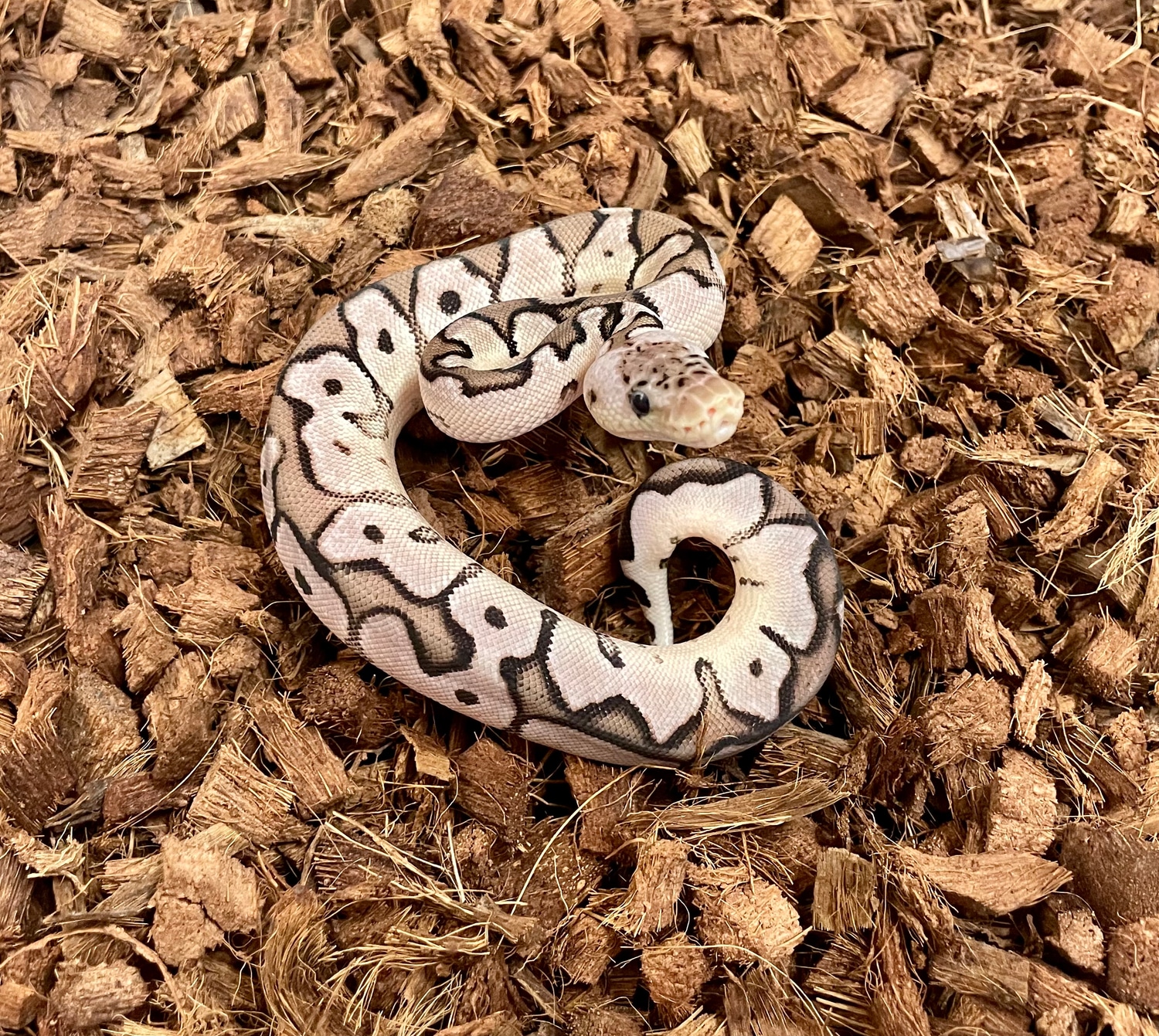 Pastel VPI Axanthic Clown Het Genetic Stripe Ball Python by Bradford ...