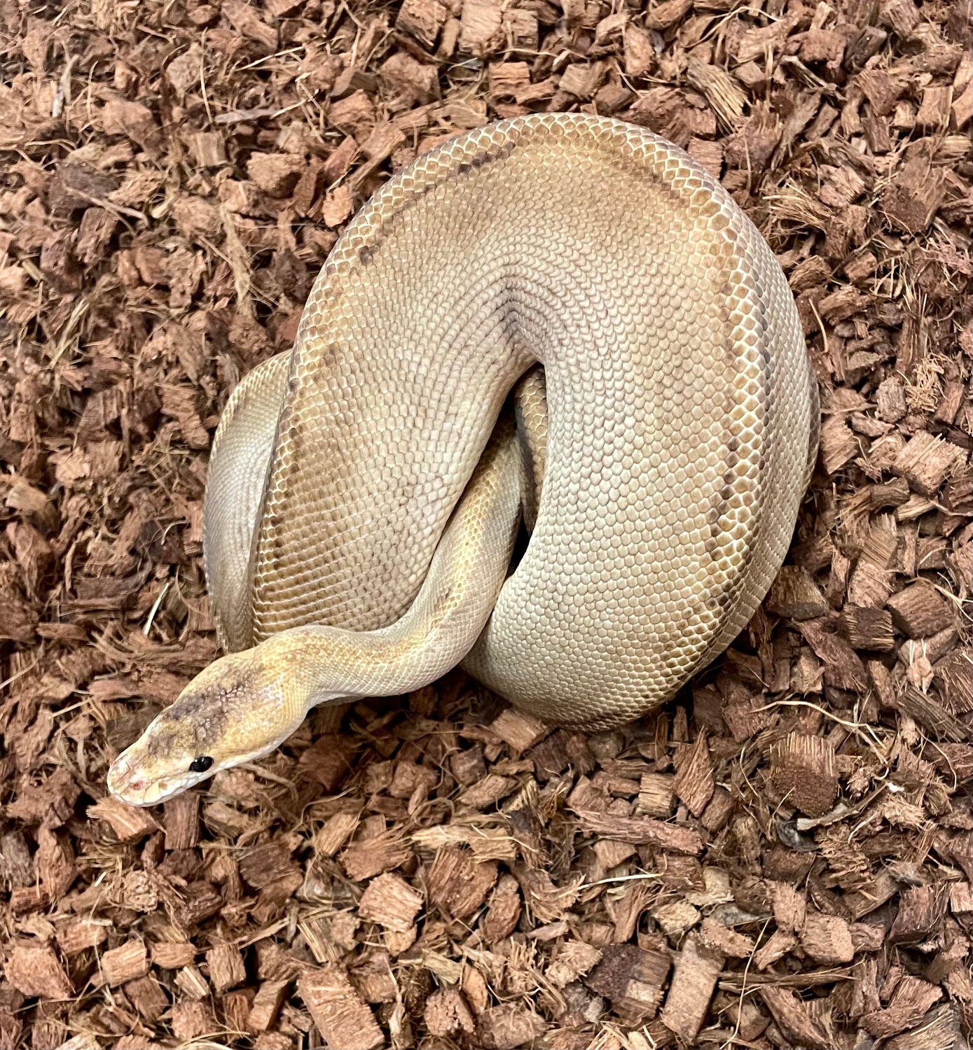YellowBelly Champagne Ball Python by Bradford Cole - MorphMarket