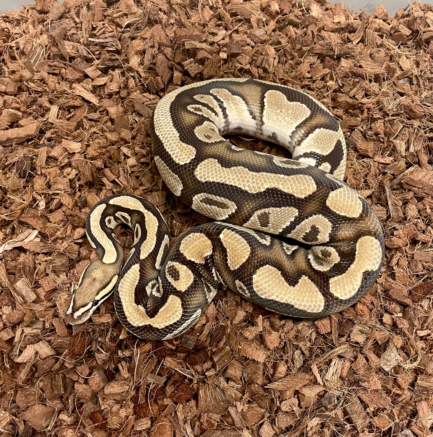 Fire Het Clown Het Genetic Stripe Ball Python by Bradford Cole ...