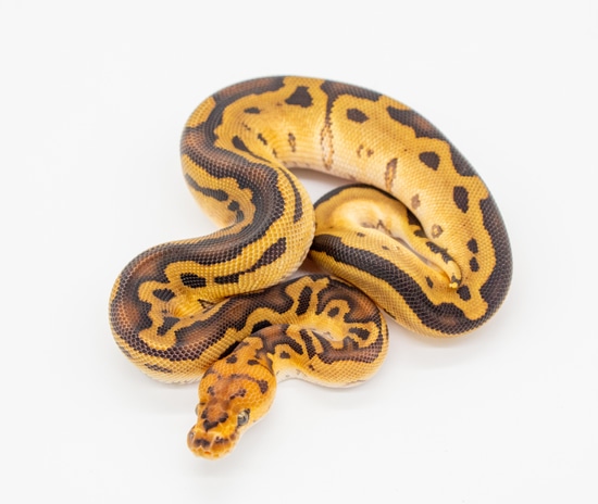 Mosaic Clown Ball Python by Bradford Cole
