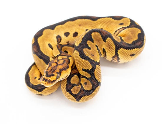 YB Clown Ball Pythons by Bradford Cole - MorphMarket