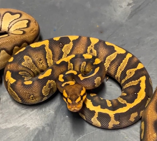 Super Chocolate Red Stripe Yellow Belly Het Clown Ball