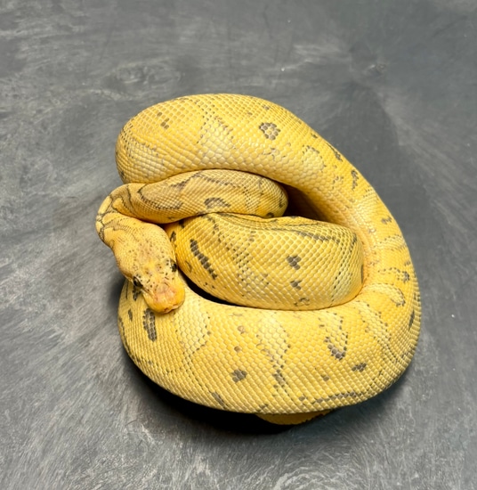 Pastel Orange Ghost Clown Ball Python by Bradford Cole