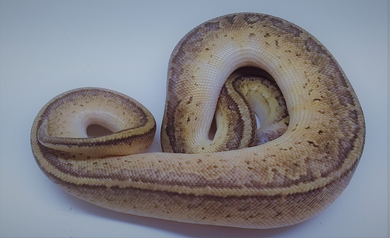 Lemonblast Bongo Ball Python by Ben Cole Reptiles MorphMarket
