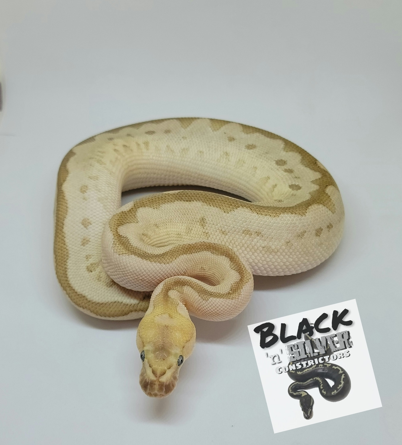 Pastel Bamboo Clown Ball Python by Black 'N' Silver Constrictors ...