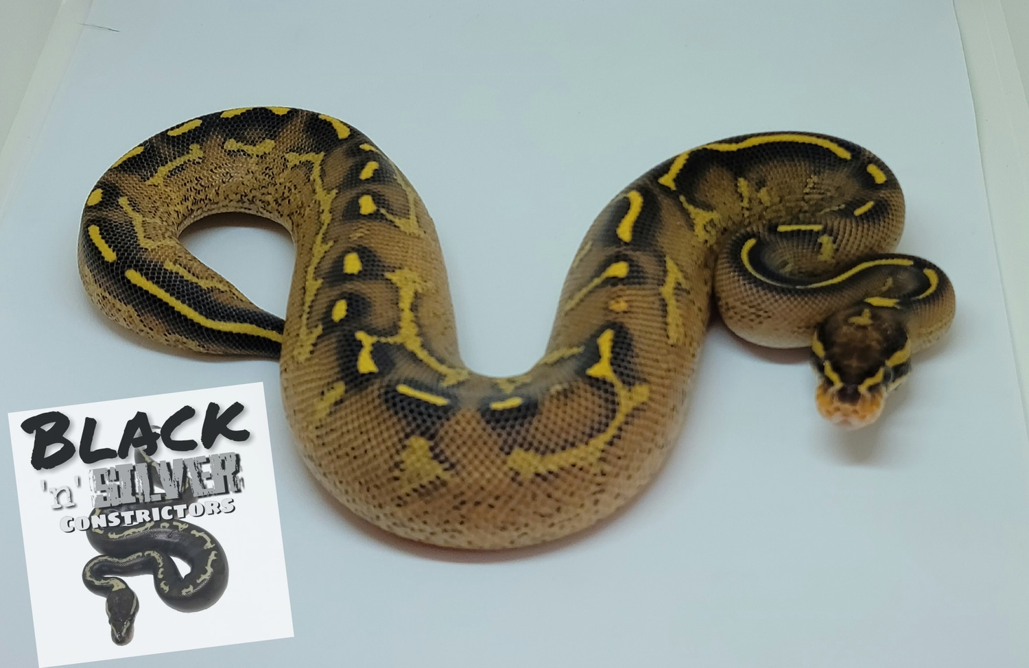 Freeway Ball Python by Black 'N' Silver Constrictors - MorphMarket
