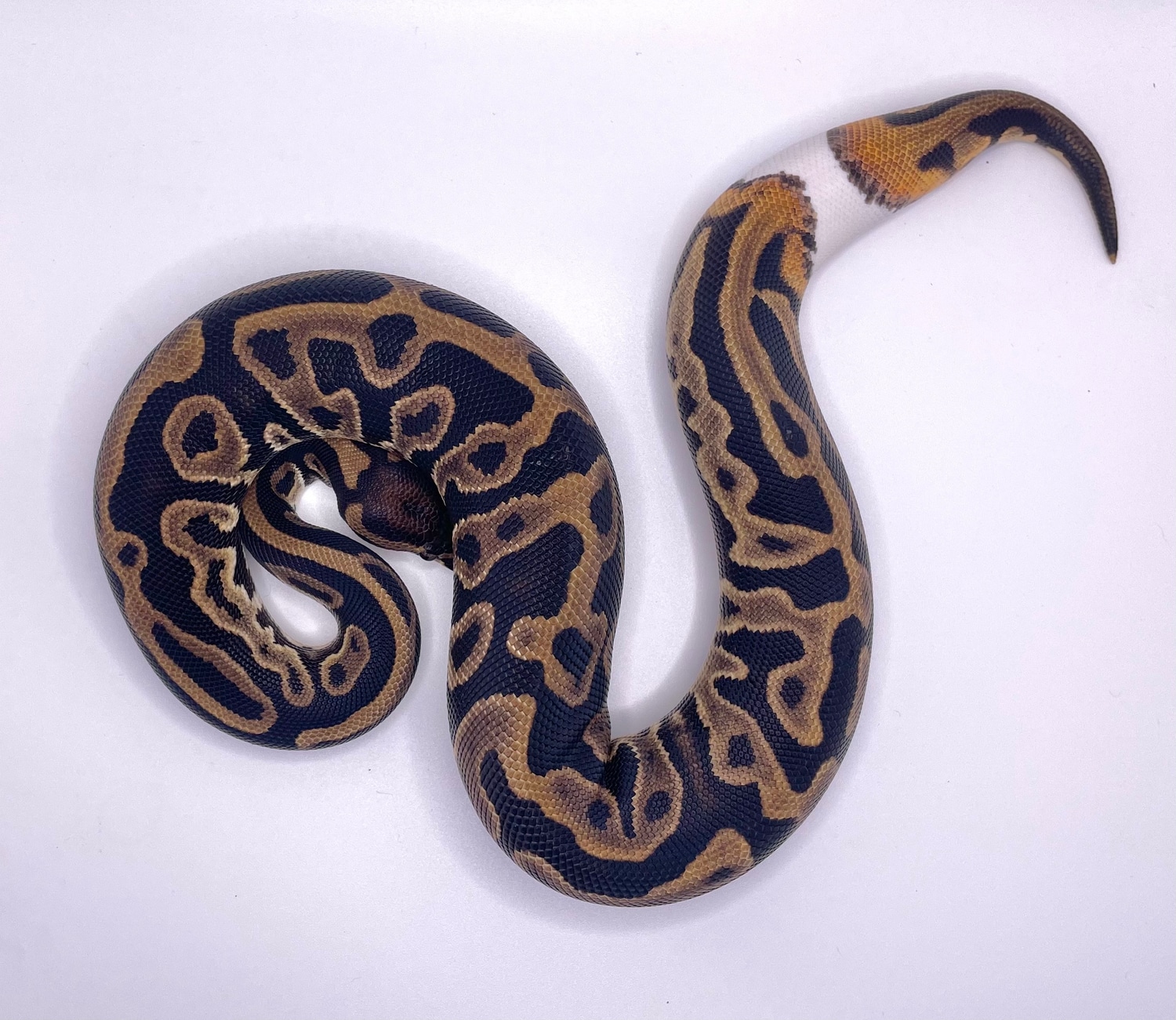 Leopard Het Pied Ball Python by BLC Reptiles - MorphMarket