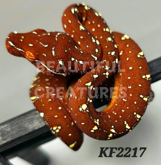 USCBB Designer Green Tree Python by Beautiful Creatures