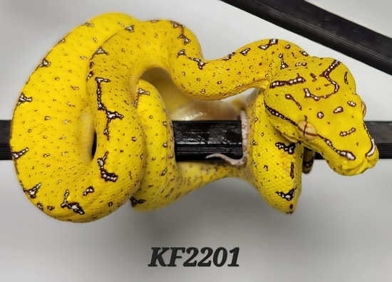 22 USCBB Designer Green Tree Python by Beautiful Creatures