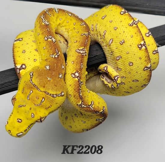 22 USCBB Designer Green Tree Python by Beautiful Creatures