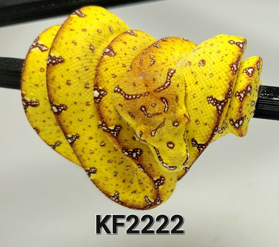 22 USCBB Designer Green Tree Python by Beautiful Creatures