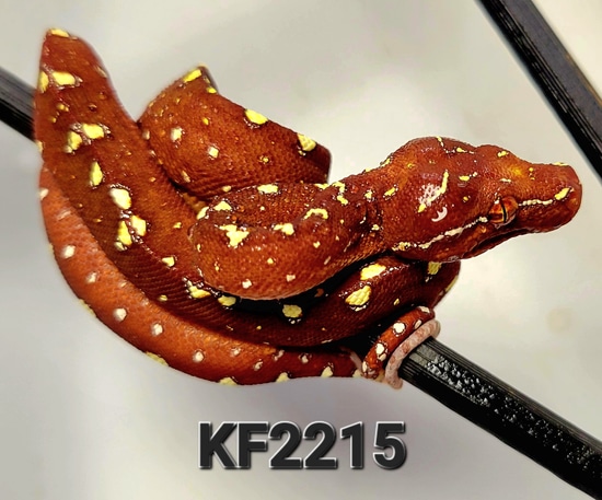 22 USCBB Designer Green Tree Python by Beautiful Creatures