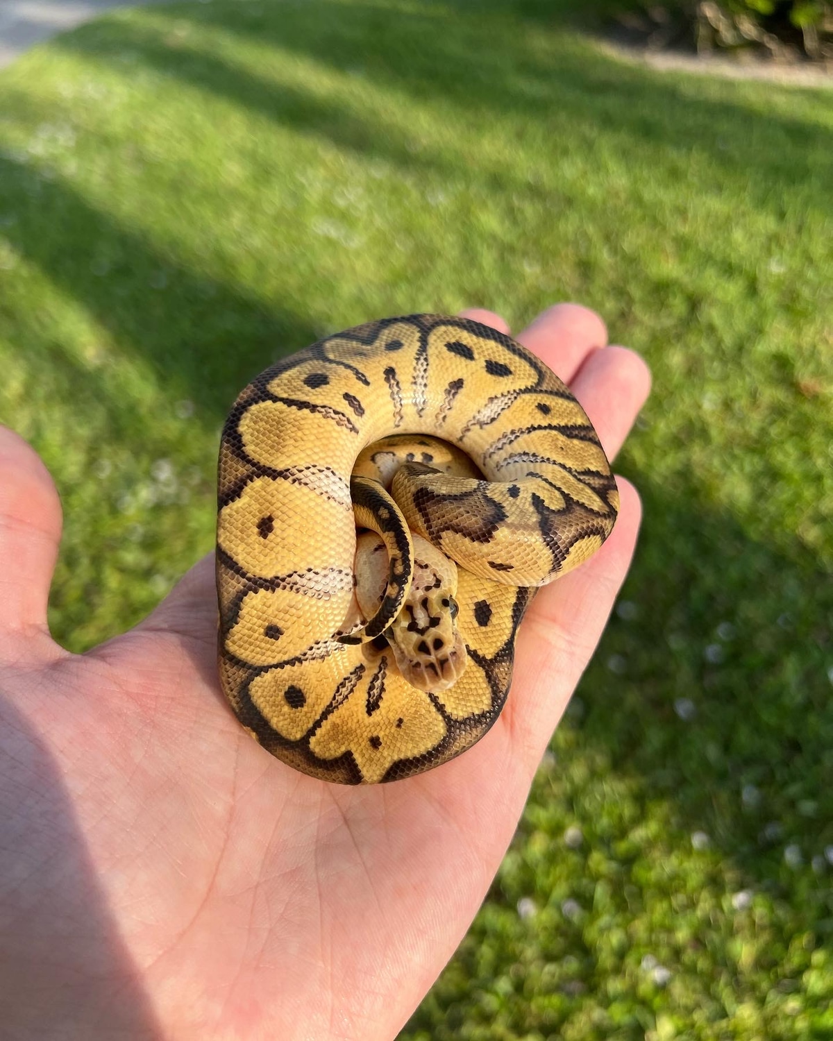 Price Is Shipped Ball Python by BC Pythons MorphMarket
