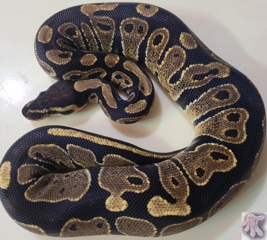 Normal Alien Ball Python Normal Ball Python by Britani's Hobby Breeding