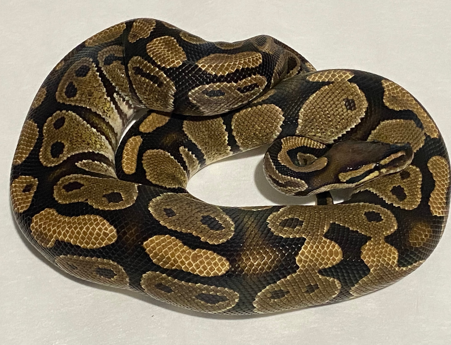 Proven Breeder 1.0 Het Sunset Ball Python by Rosie’s Pythons - MorphMarket