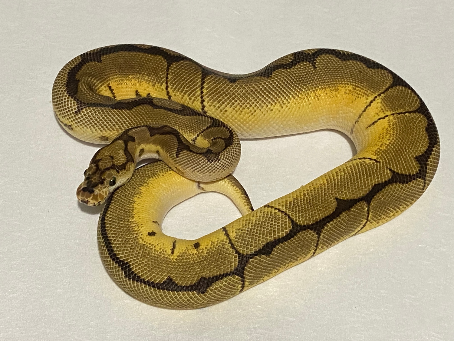 1.0 Spider Clown Ball Python by Rosie’s Pythons - MorphMarket