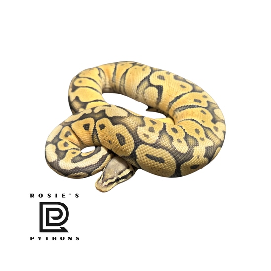 Hypo Pastel Ball Python by Rosie’s Pythons