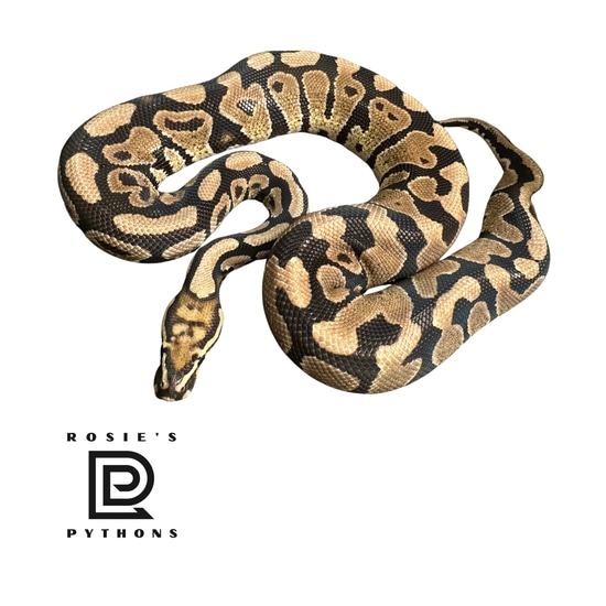 Spotnose Het Clown Ball Python by Rosie’s Pythons