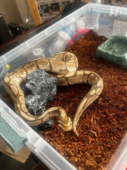 Cinnamon Spider Ball Python by Sheeeeshkaballs