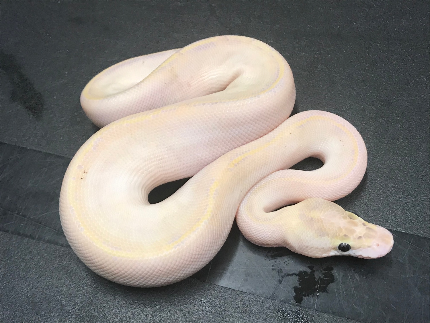 Ivory DH Clown Pied Ball Python By Big D Exotics Ltd MorphMarket Ivory DH Clown Pied Ball Python By Big D Exotics Ltd MorphMarket