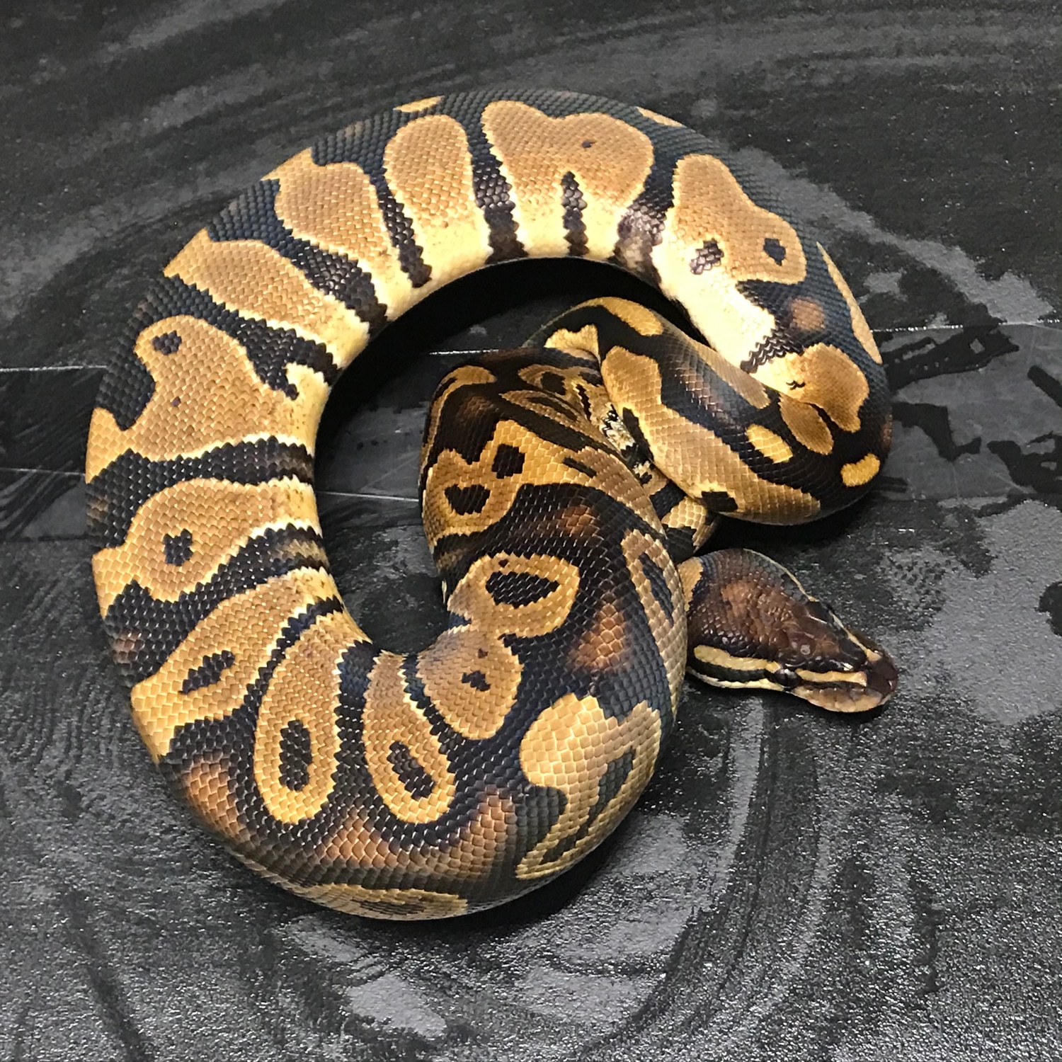 Orange Dream 100% Het Sunset Ball Python by Big D Exotics Ltd - MorphMarket