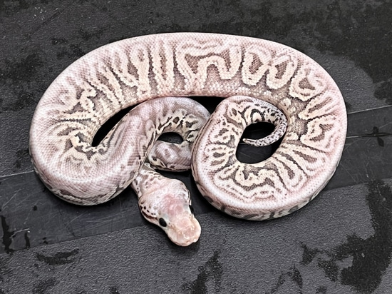 Silver Streak Spotnose Het Clown Ball Python by Big D Exotics Ltd