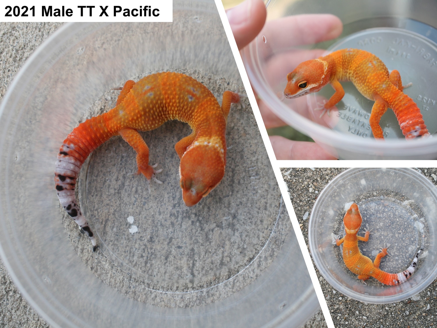 Tangerine Tornado X Pacific Tangerine Leopard Gecko by JMH Herpetology