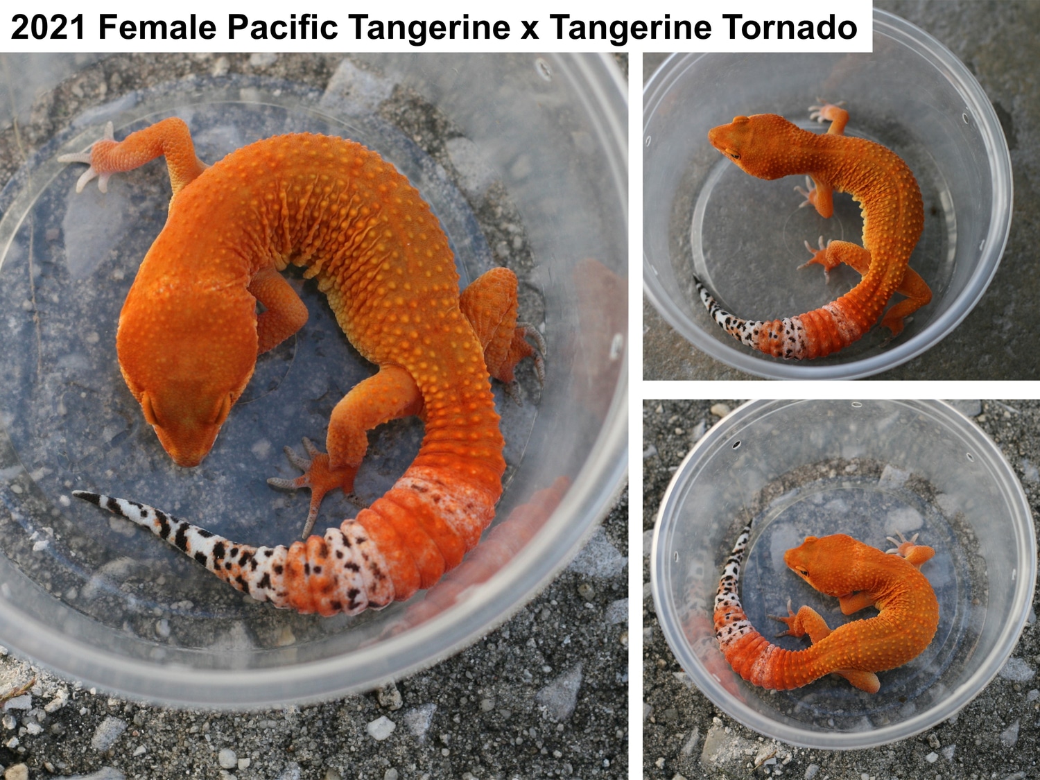 2021 Female Tangerine Tornado X Pacific Gecko Leopard Gecko