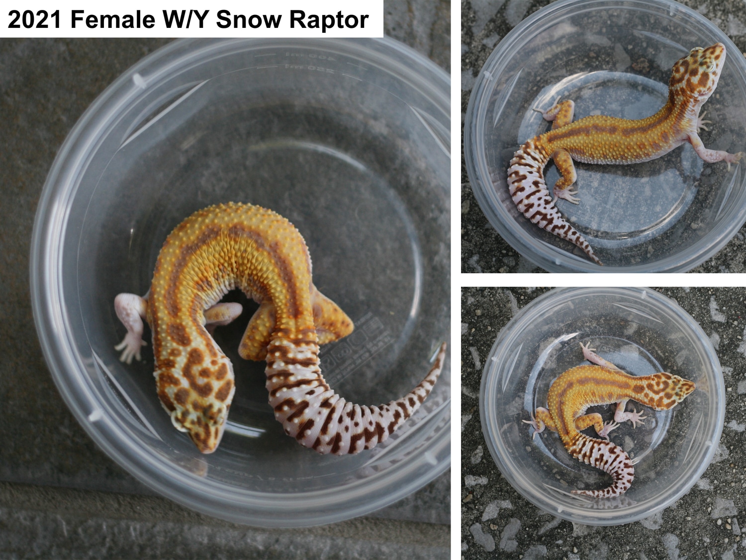 Female WY Snow RAPTOR Leopard Gecko by JMH Herpetology - MorphMarket