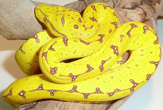 Manokwari Green Tree Python by RNC Exotic Reptiles