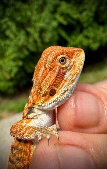 50% Red Monster Leatherback Central Bearded Dragons by