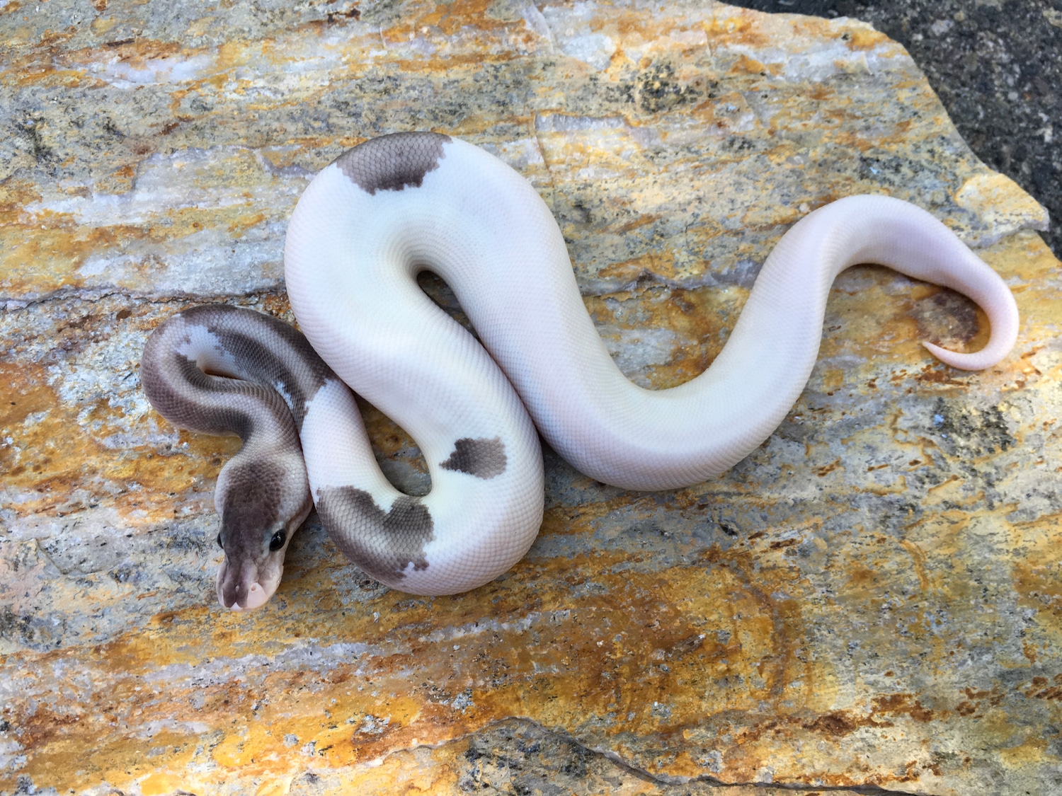 2018 Grey Matter 90 Gr Ball Python by Bruce Tague Ball Pythons ...