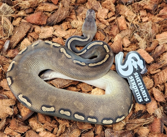 GHI Cinnamon Yellowbelly Ball Python by Sheehan's Serpents