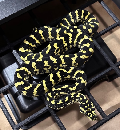 Jungle Carpet Jungle Carpet Python by Bangarang Exotics