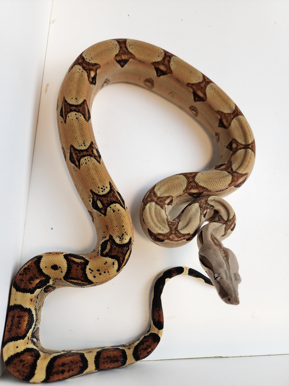 Marron Pastel Boa Constrictor by Invincible Boas MorphMarket