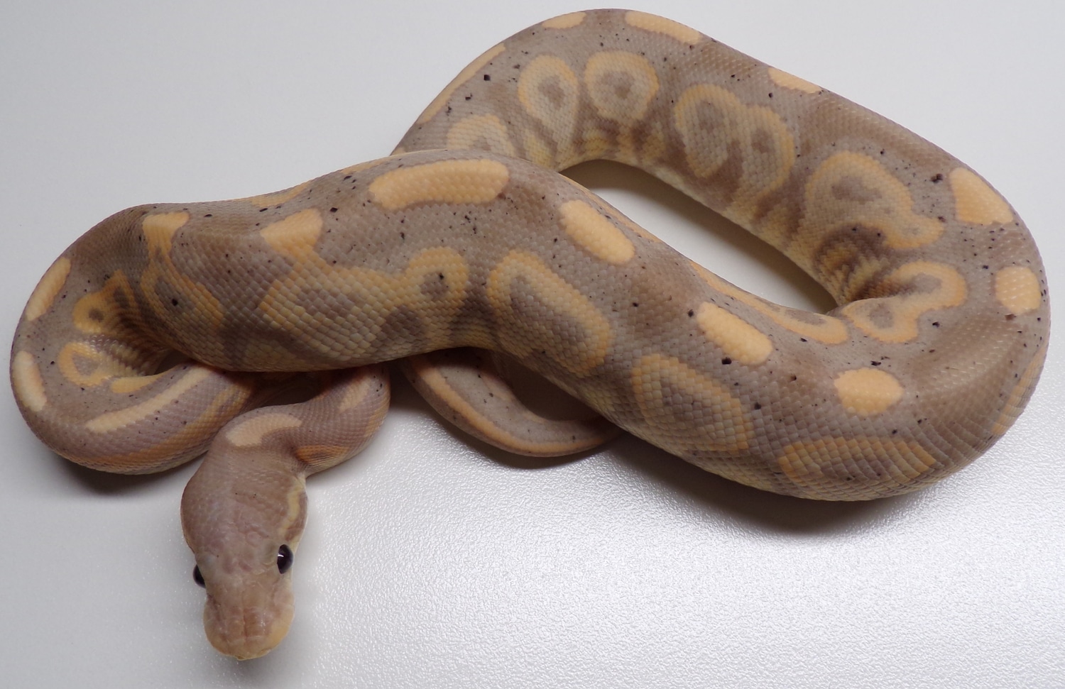 Coral Glow Cinnamon Ball Python by Anomalistic ball pythons - MorphMarket