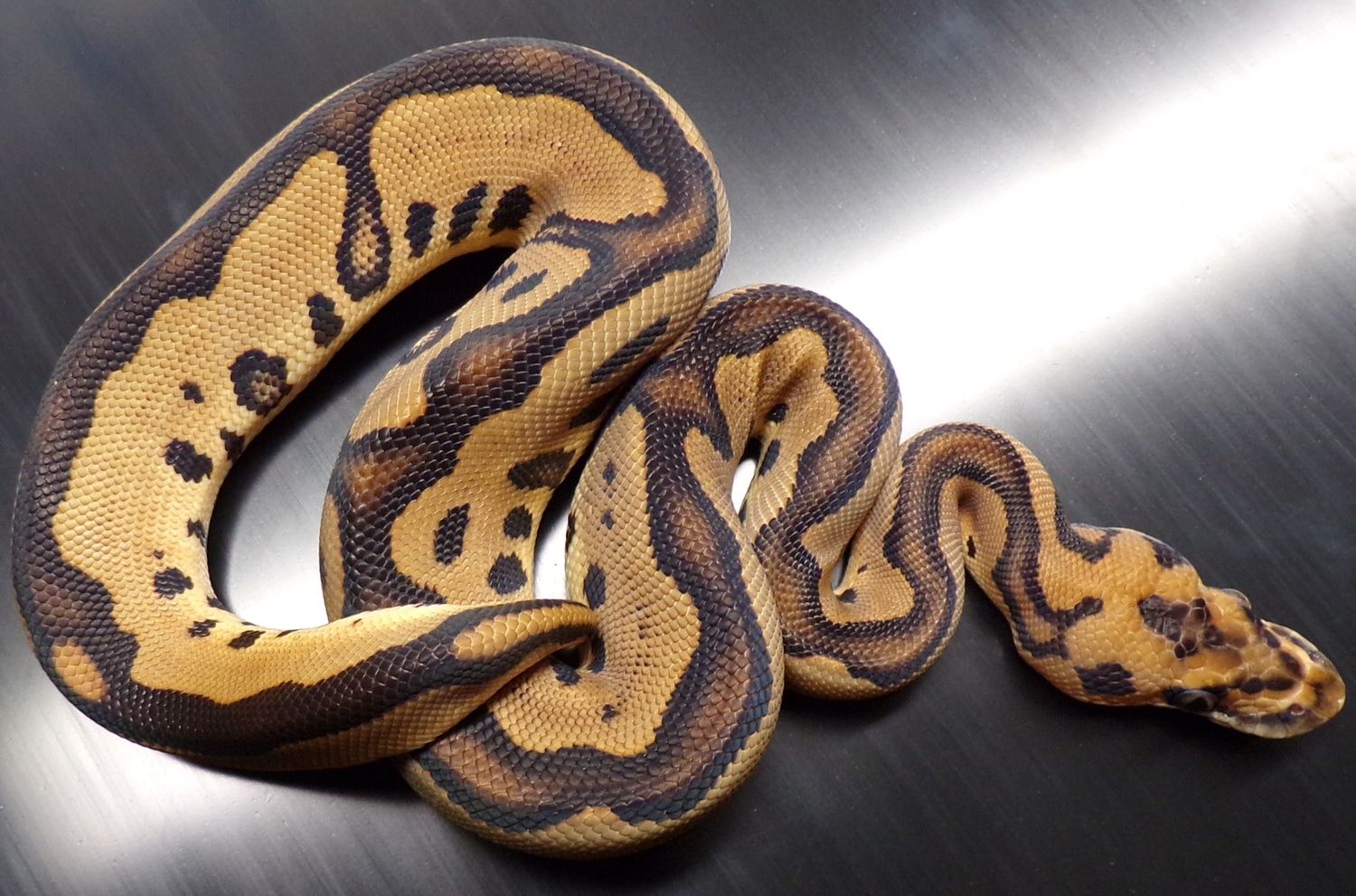 Leopard Clown Ball Python by Anomalistic ball pythons MorphMarket
