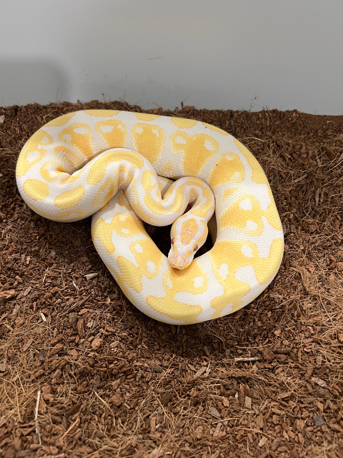 Lavender Albino Ready To Breed Ball Python by Red Onion Reptiles