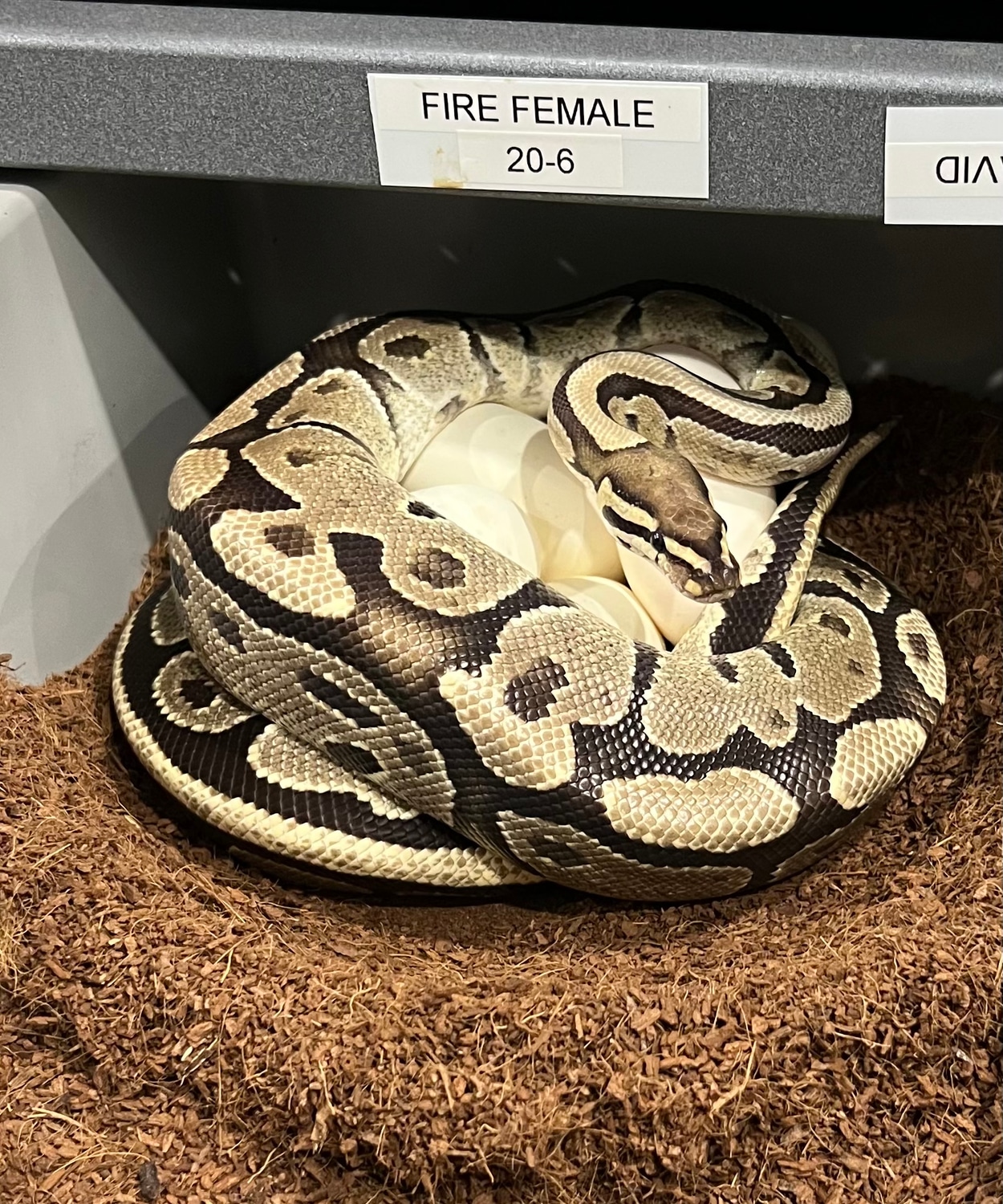Proven Breeder Fire Ball Python by Red Onion Reptiles MorphMarket