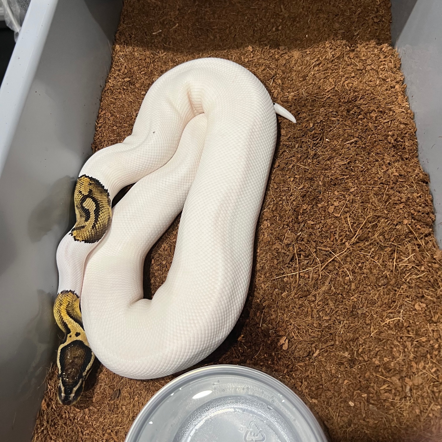Pastel Piebald Ready To Breed Ball Python by Red Onion Reptiles