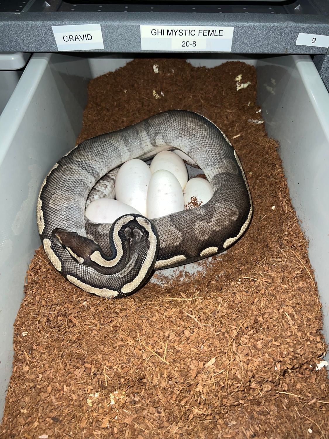 GHI Mystic Ball Python by Red Onion Reptiles MorphMarket