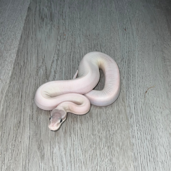 Fire Mystic Potion Het Hypo Ball Python by Red Onion Reptiles
