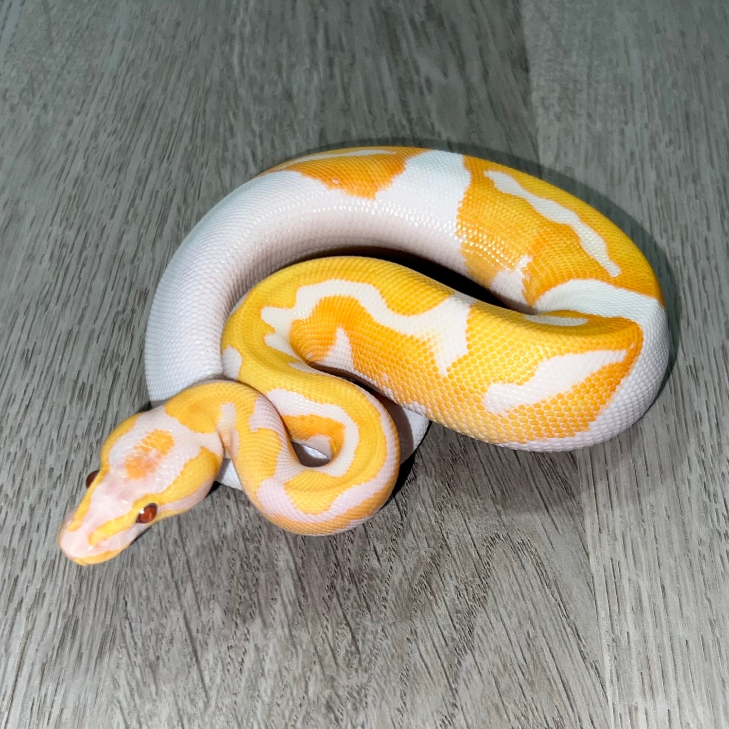 Orange Dream Dreamsicle Ball Python by Red Onion Reptiles - MorphMarket