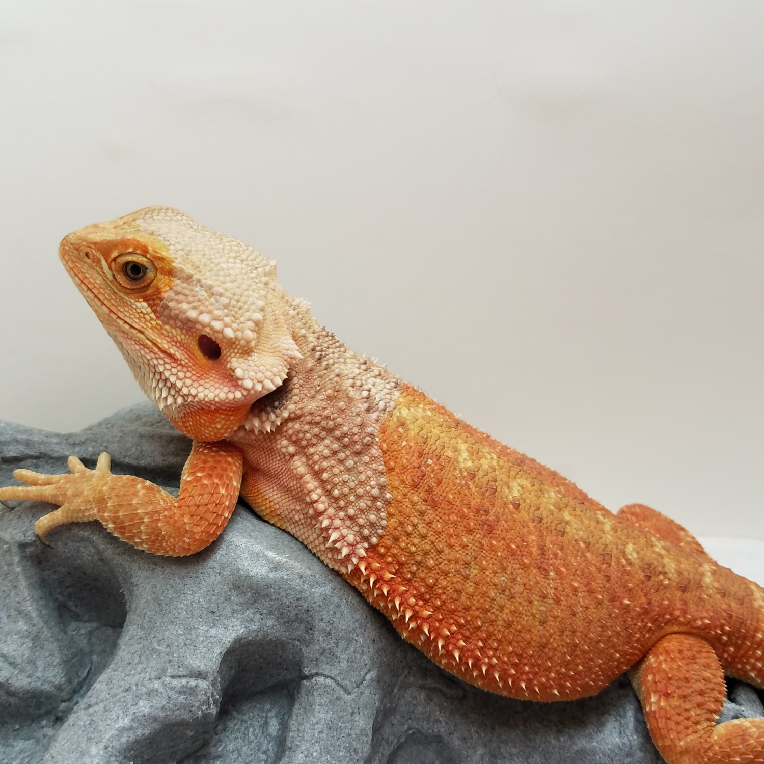 Holdback Release Bright Red Translucent, Het Hypo Central Bearded